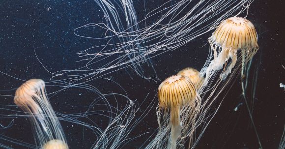 Marine - School of Jellyfish Underwater