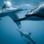 Marine - Photo of Pod of Dolphins