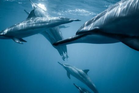 Marine - Photo of Pod of Dolphins