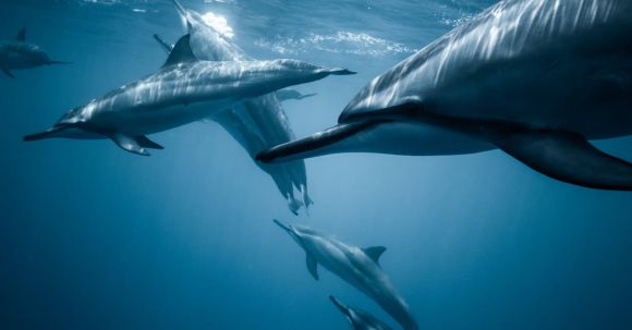 Marine - Photo of Pod of Dolphins