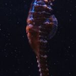 Underwater - A Close-Up Shot of a Seahorse Underwater