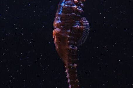 Underwater - A Close-Up Shot of a Seahorse Underwater