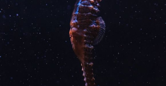 Underwater - A Close-Up Shot of a Seahorse Underwater