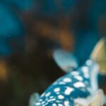 Underwater - Close-up of a Blue Fugu Fish