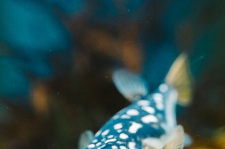 Underwater - Close-up of a Blue Fugu Fish