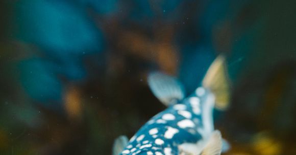 Underwater - Close-up of a Blue Fugu Fish