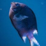 Underwater - Fish Underwater