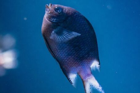 Underwater - Fish Underwater