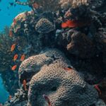 Coral Reef - School of Fish in Corals Under the Sea