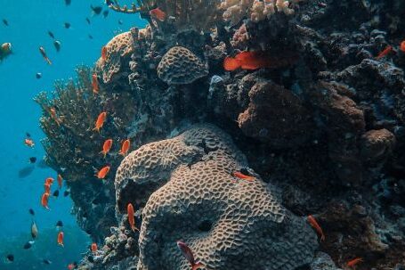 Coral Reef - School of Fish in Corals Under the Sea