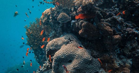 Coral Reef - School of Fish in Corals Under the Sea