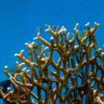 Coral Reef - Fishes near Coral Reef