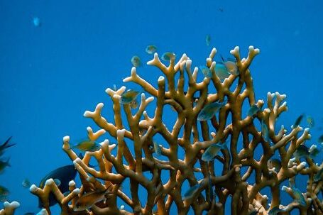 Coral Reef - Fishes near Coral Reef