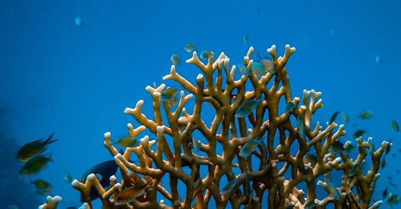 Coral Reef - Fishes near Coral Reef