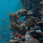 Coral Reef - Underwater Photography of Coral Reefs