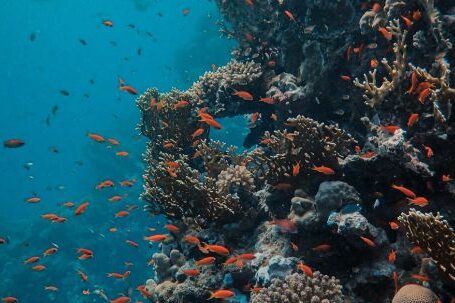 Coral Reef - Underwater Photography of Coral Reefs