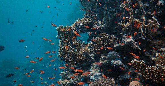 Coral Reef - Underwater Photography of Coral Reefs