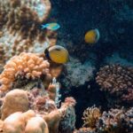Coral Reef - Photo Of Yellow Fishes Near Corals