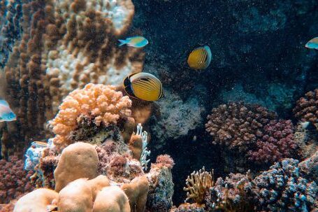 Coral Reef - Photo Of Yellow Fishes Near Corals
