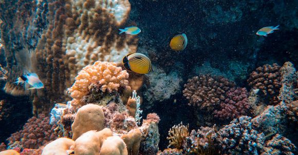 Coral Reef - Photo Of Yellow Fishes Near Corals