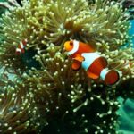 Coral Reef - Clownfish near Coral Reef