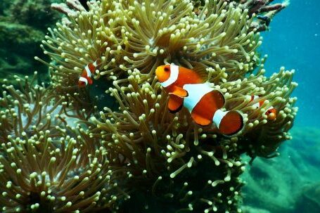 Coral Reef - Clownfish near Coral Reef