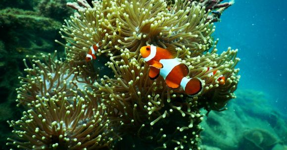 Coral Reef - Clownfish near Coral Reef