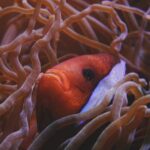 Coral Reef - Clown Fish