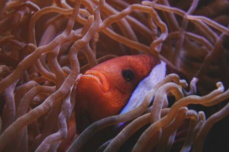 Coral Reef - Clown Fish