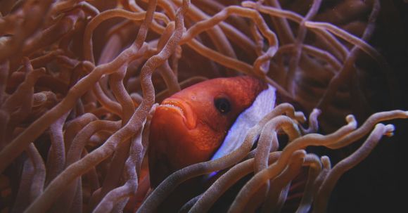 Coral Reef - Clown Fish