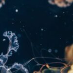 Underwater - Jellyfish