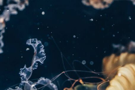 Underwater - Jellyfish