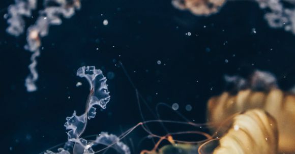 Underwater - Jellyfish