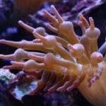Diving - White Sea Anemone