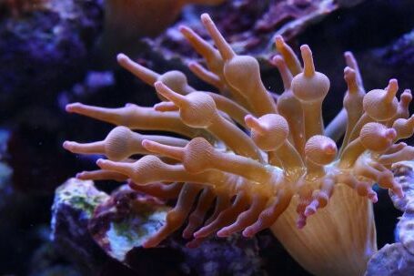 Diving - White Sea Anemone