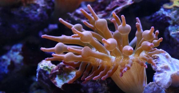 Diving - White Sea Anemone