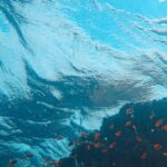 Coral Reef - Black and Red Fish in Water