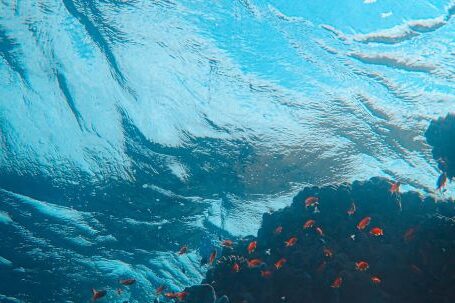 Coral Reef - Black and Red Fish in Water
