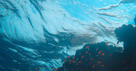 Coral Reef - Black and Red Fish in Water