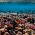 Coral Reef - Scenic Photo of Coral Reef