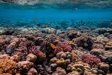 Coral Reef - Scenic Photo of Coral Reef