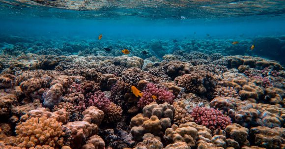 Coral Reef - Scenic Photo of Coral Reef