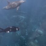 Diving Fins - Underwater Photo of a Diver and Dolphins