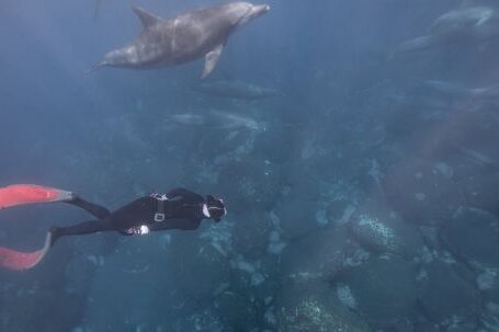 Diving Fins - Underwater Photo of a Diver and Dolphins