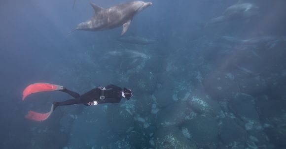Diving Fins - Underwater Photo of a Diver and Dolphins