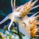 Underwater - Close-up Of A White and Beige Sea Mollusk Underwater