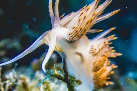 Underwater - Close-up Of A White and Beige Sea Mollusk Underwater