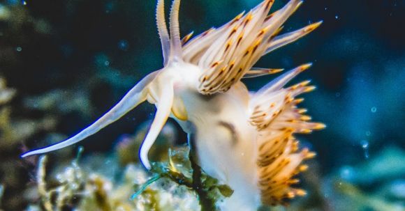 Underwater - Close-up Of A White and Beige Sea Mollusk Underwater