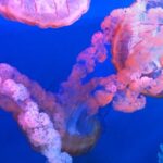 Underwater - Shallow Focus Photography Of Jellyfish