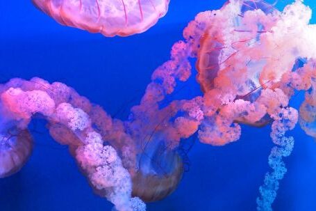 Underwater - Shallow Focus Photography Of Jellyfish